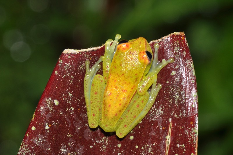 Why does this frog glow?