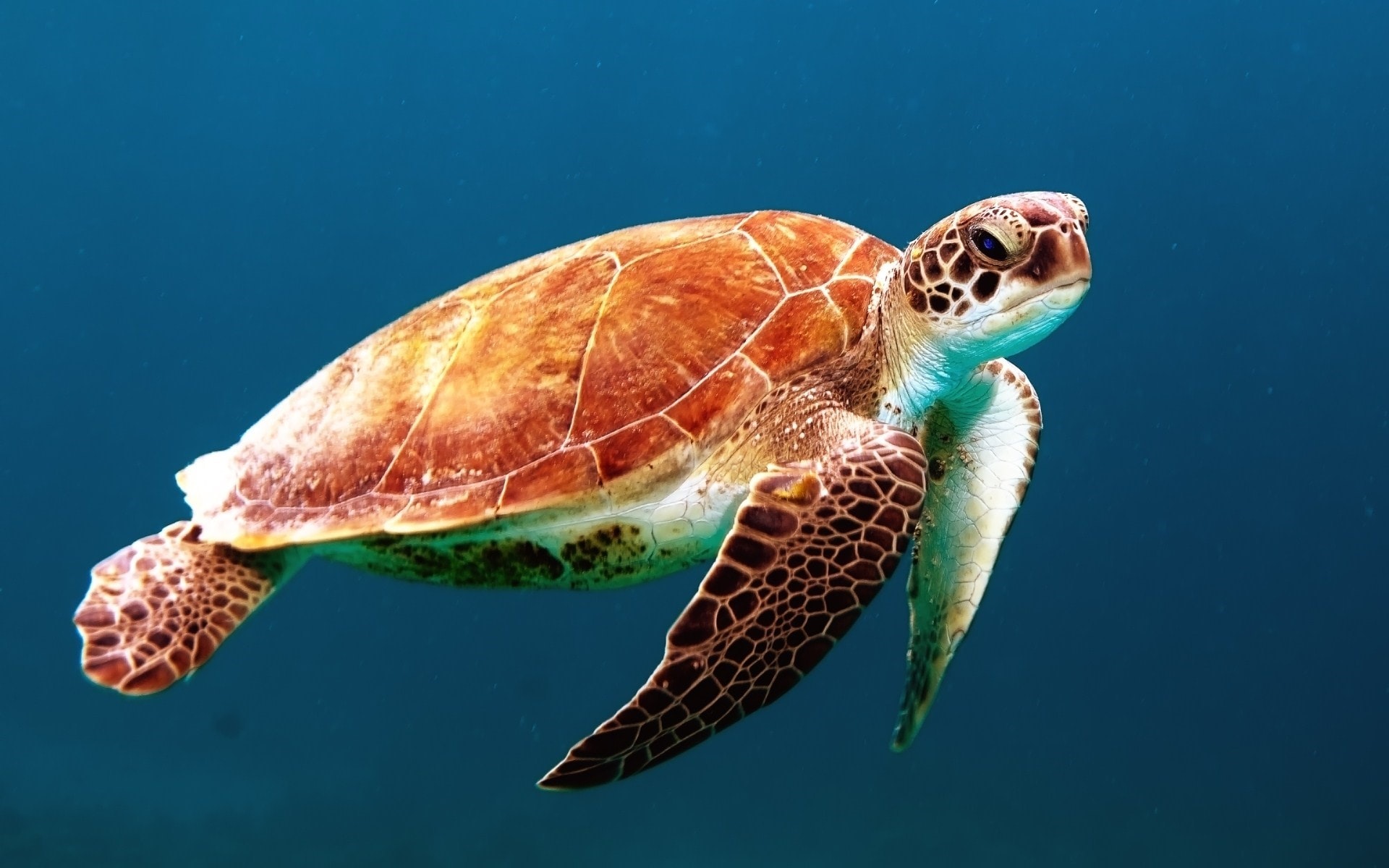 Ocean Habitats Activity: Ecosystems & Expository Writing