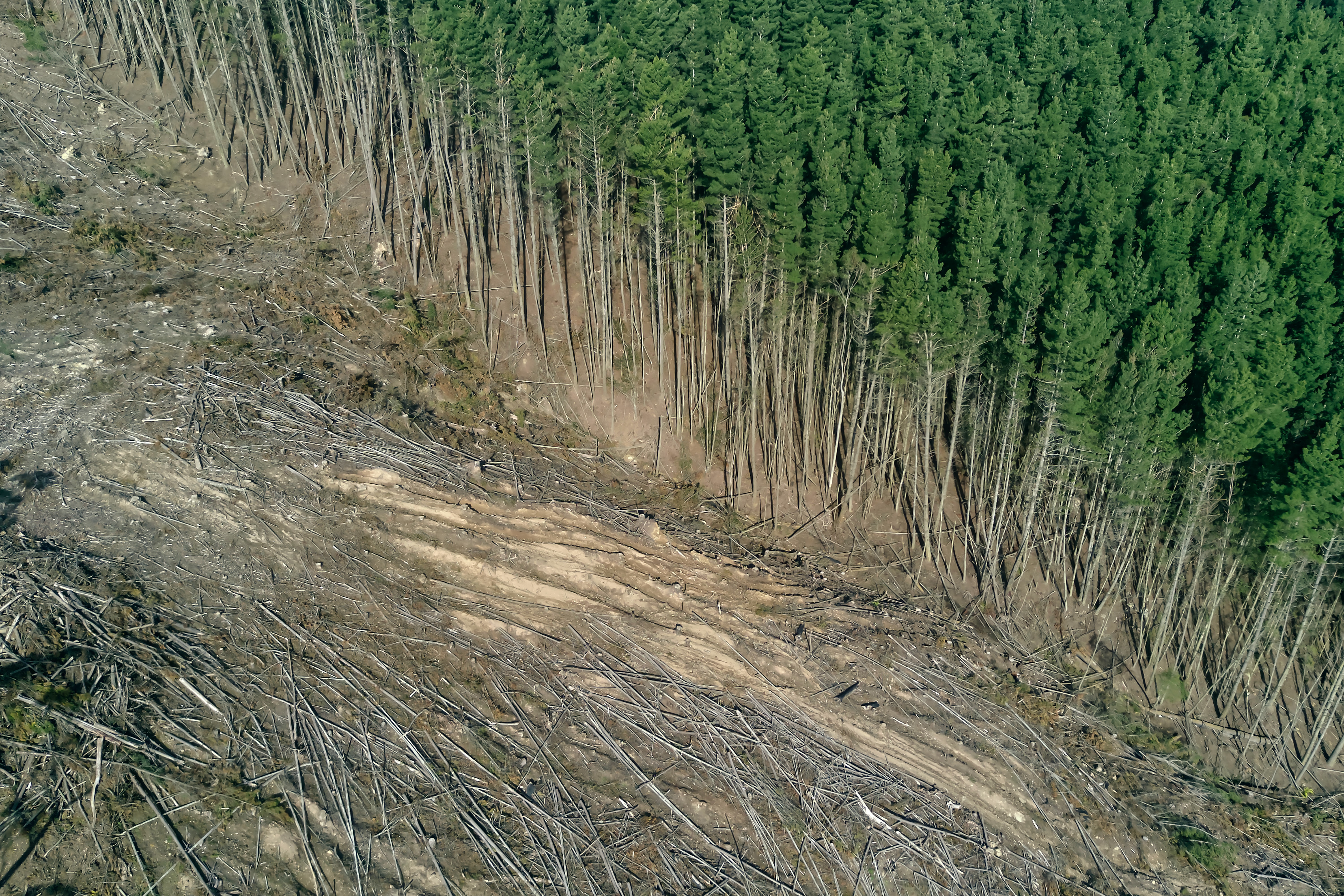 Deforestation Odes & Elegies: Poetry Writing Activities 