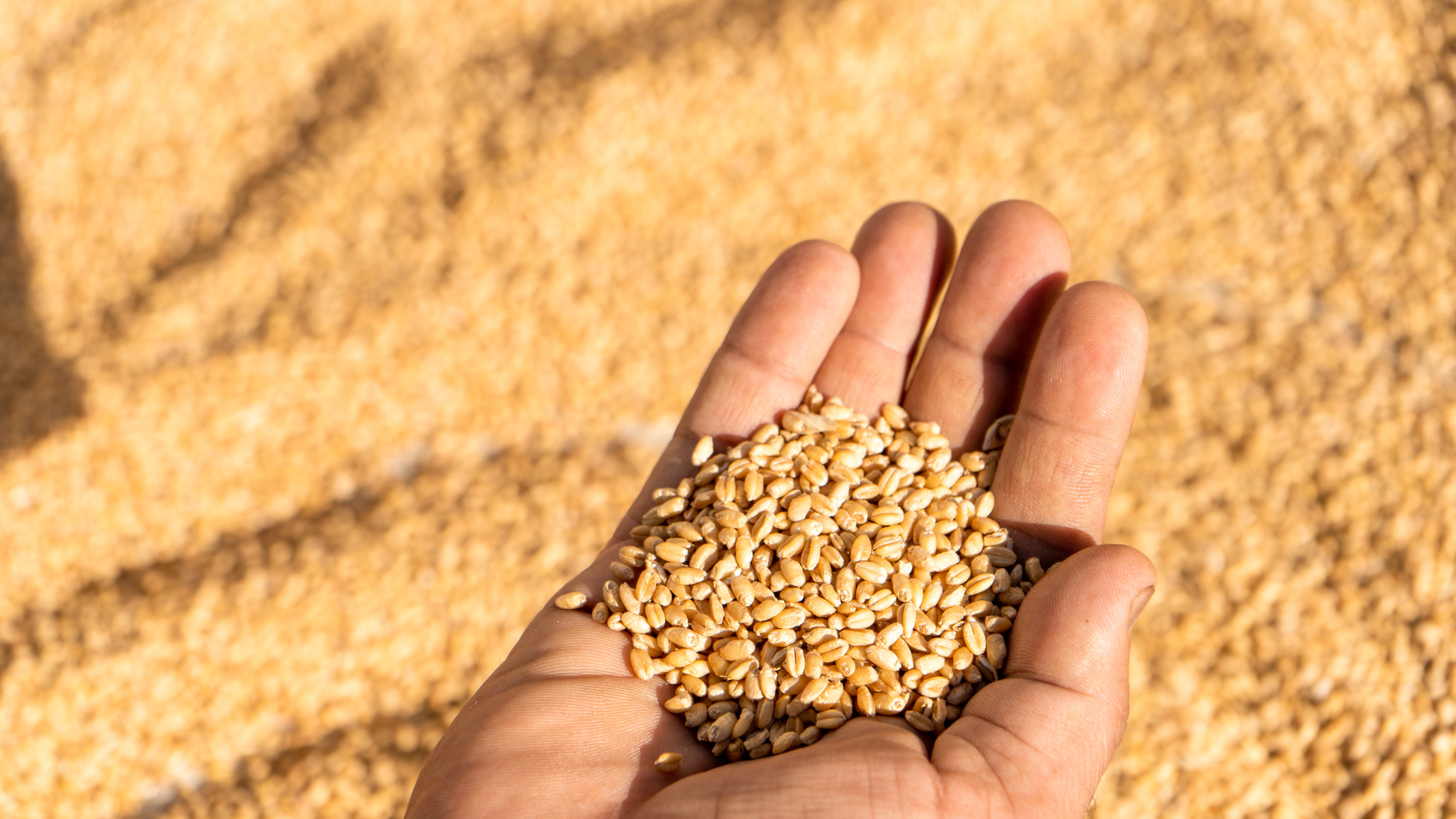 Climate Change Impact on Crops