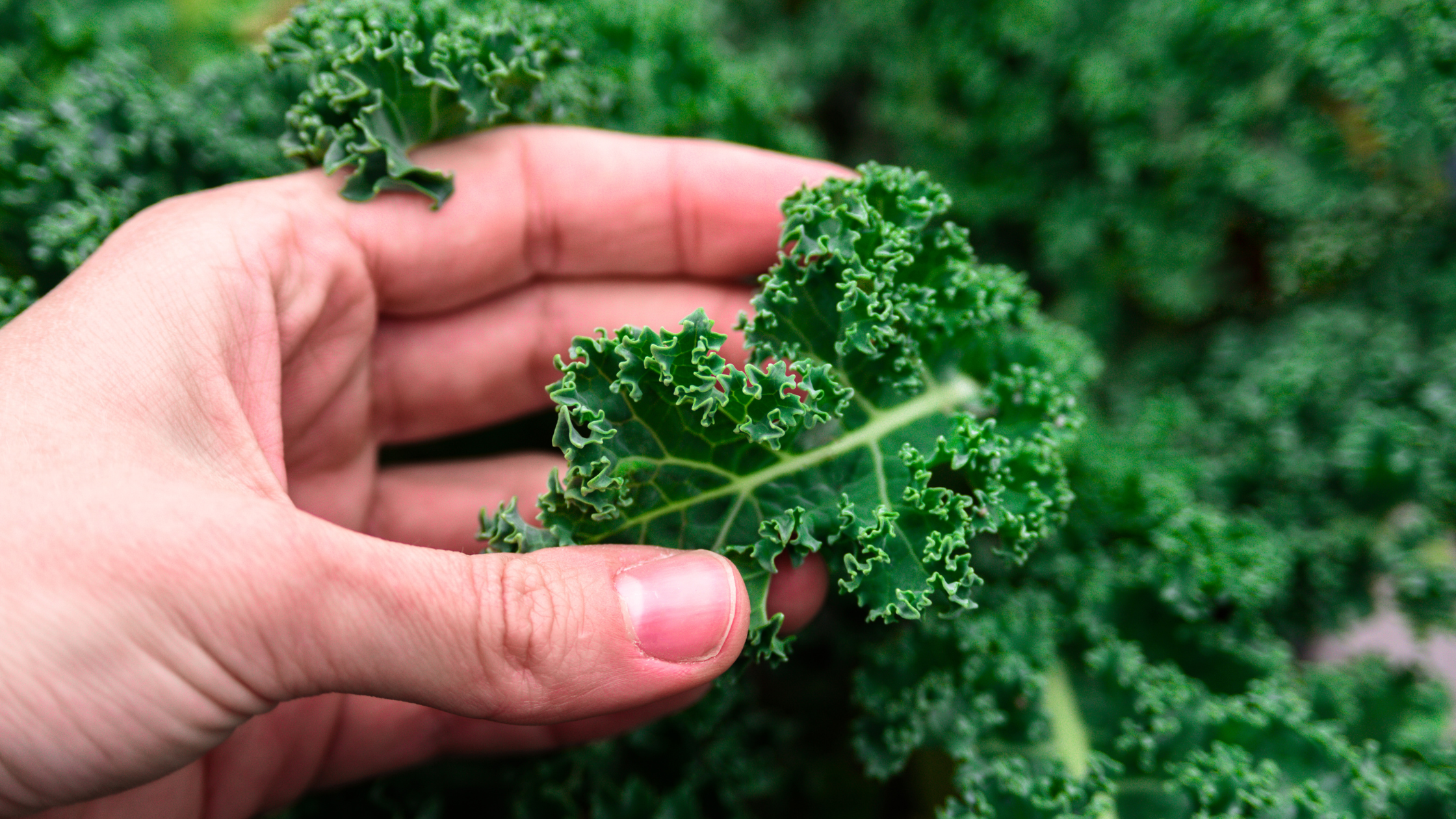 Global Food Systems: Climate Change & Food Insecurity 
