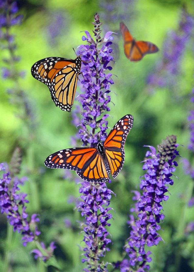 The Butterfly Metamorphosis
