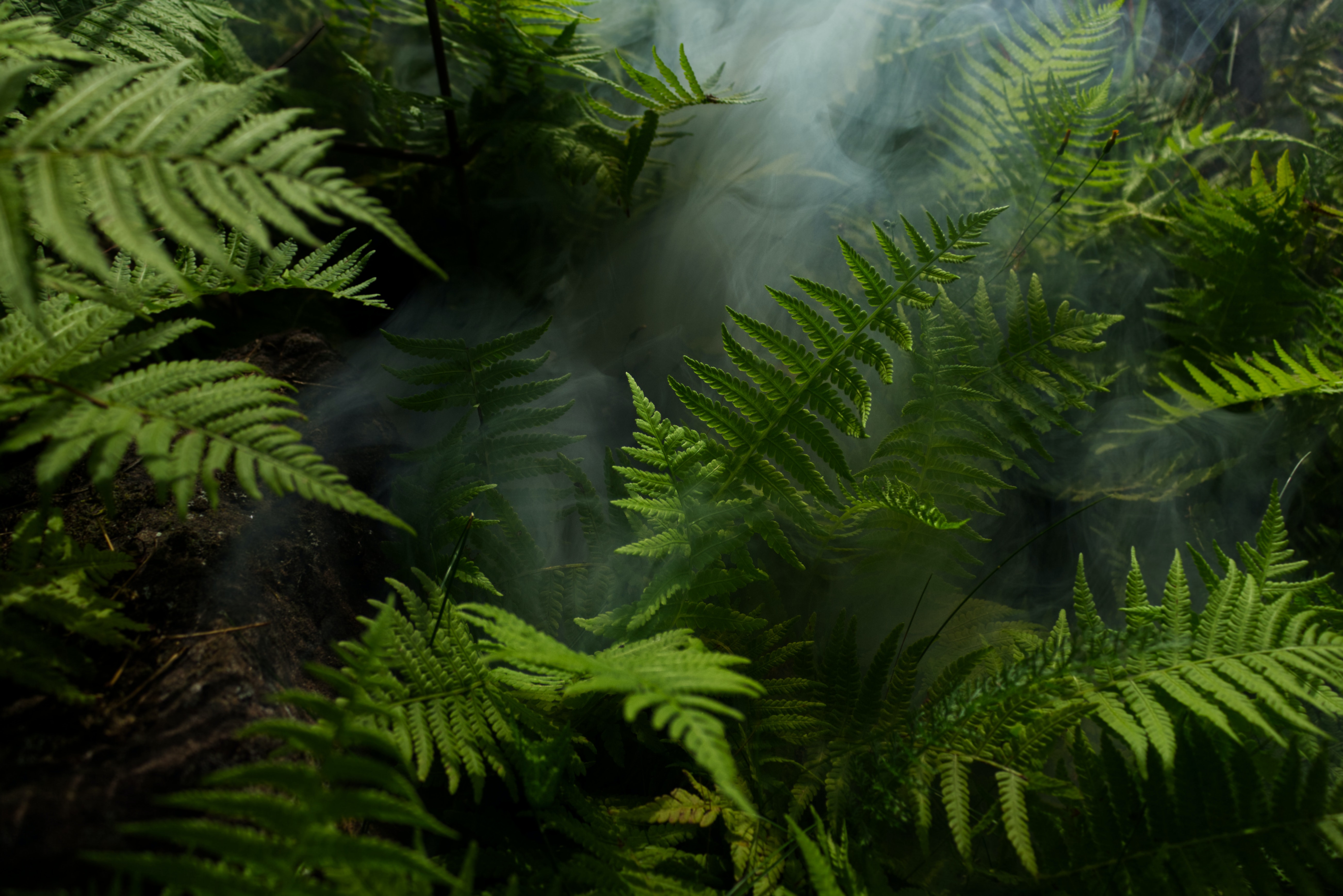 Rainforest Habitats