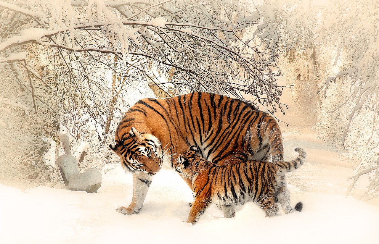 Endangered A Study of Animal Population Change