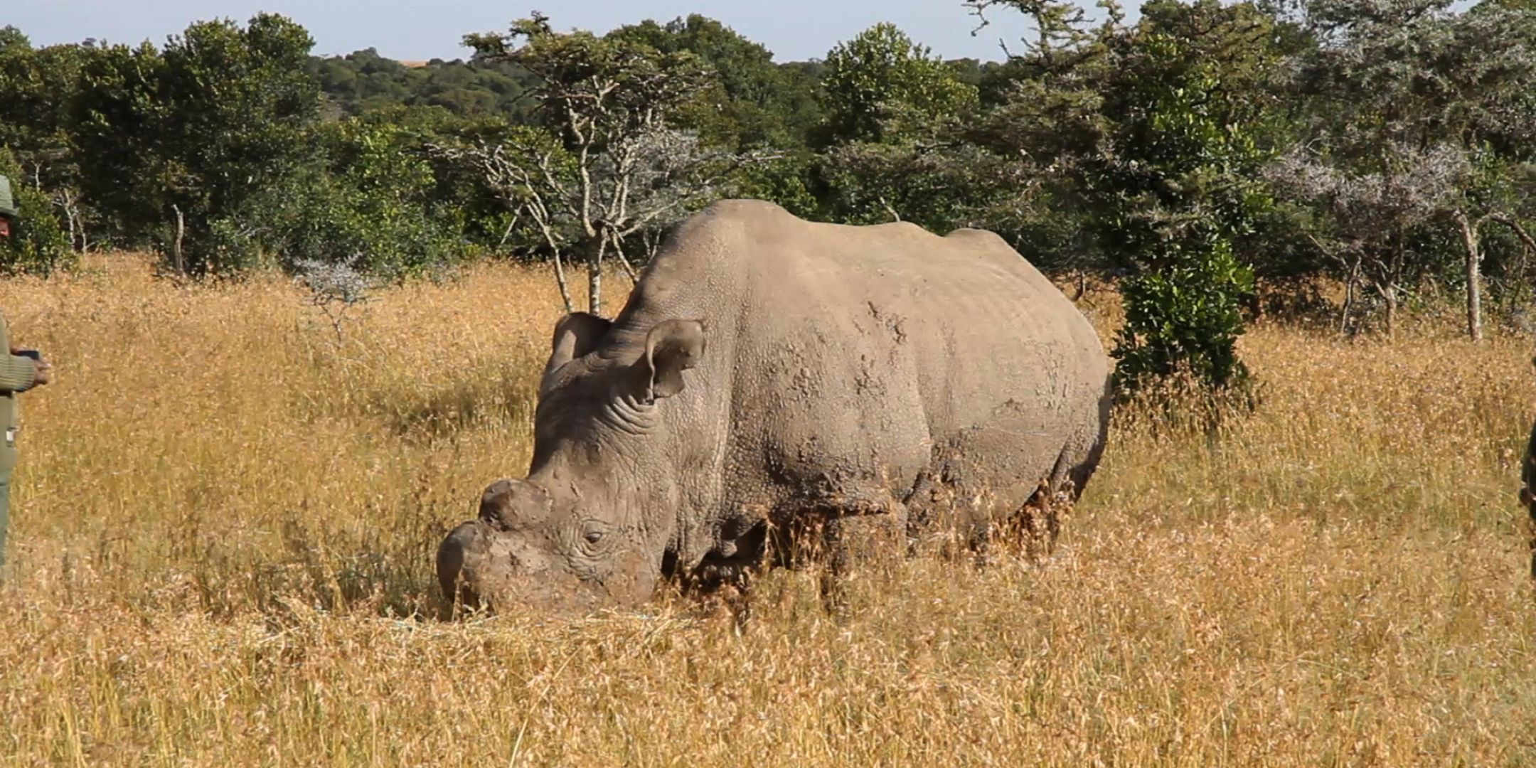 Can Science Save the Northern White Rhino From Extinction and Even Bring Back the Dodo?
