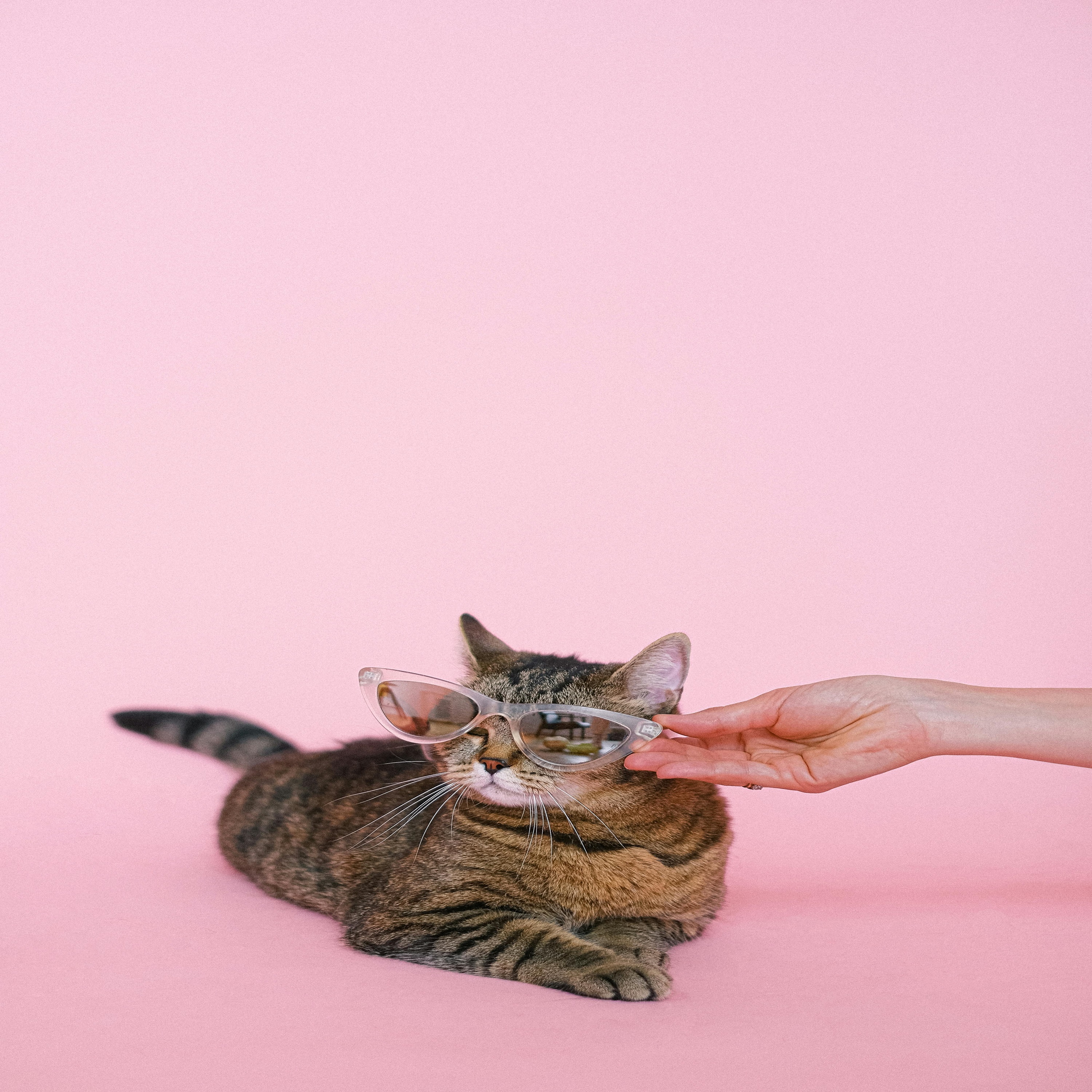 The Cat Song (Childrens Music) "My Kitty Cat's Got Style) - Brain Break