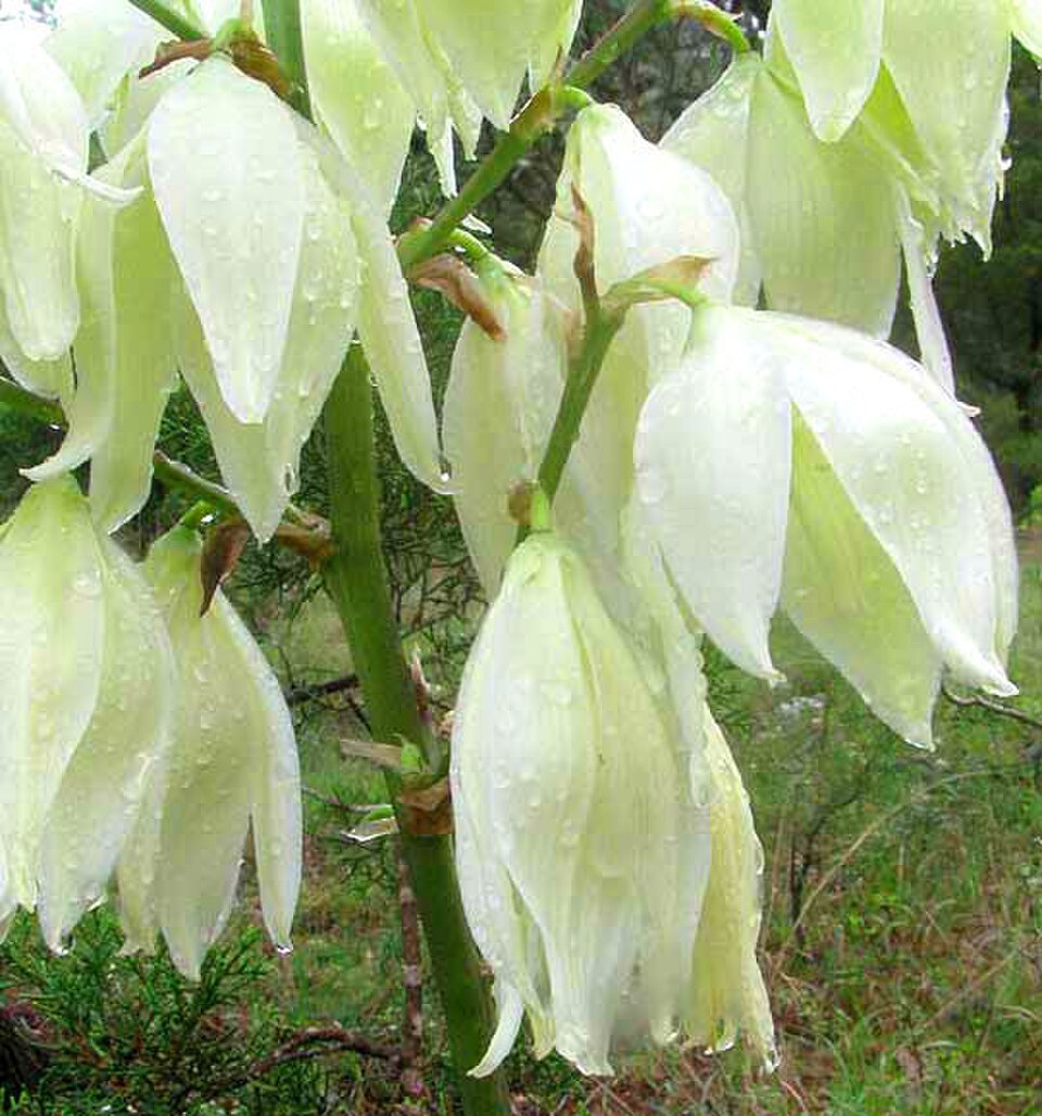 Yucca Flowers and Yucca Moths