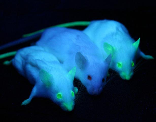 How CRISPR/Cas9 is revolutionizing gene editing