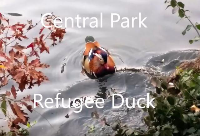 Teaching Tolerance: Central Park Refugee Duck