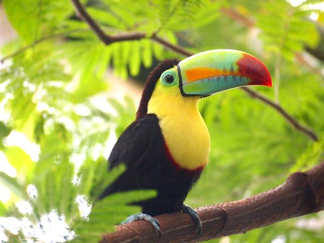 It's All About the Beaks