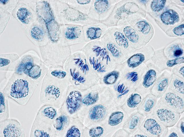 Reproduction and Gene Transfer - Legends of Learning