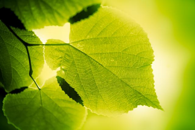 Photosynthesis - Legends of Learning