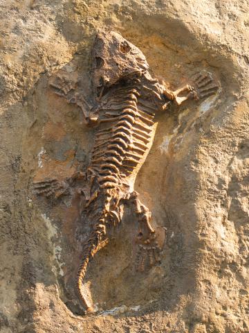 Reconstructing Evolutionary History Using Fossils - Legends of Learning