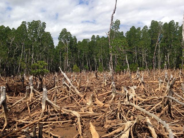 Mapping Deforestation