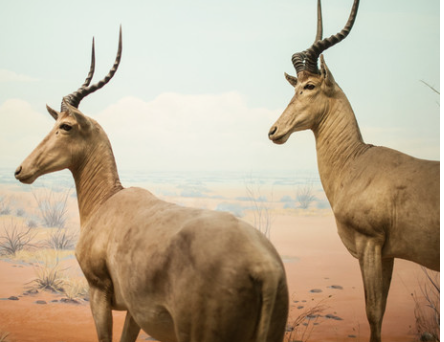 Make your own Antelope Horns!