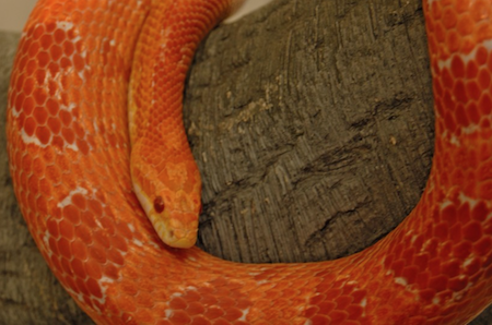 Snake Virus
