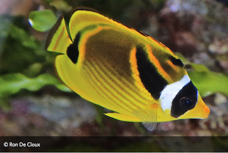 Fish Forms