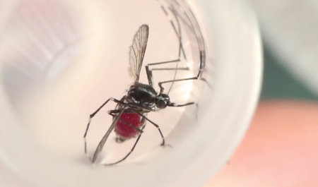 Deadly Dengue Virus