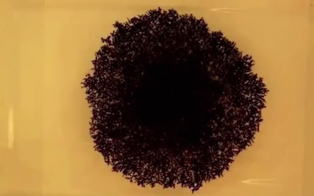 Rafting Ants