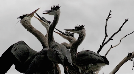 Nesting in the City