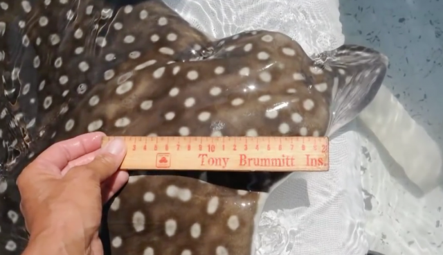 Spotted Eagle Rays
