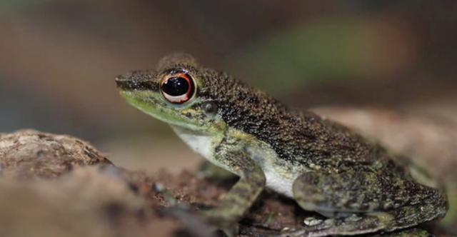 Frog Communication