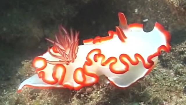 Nudibranchs