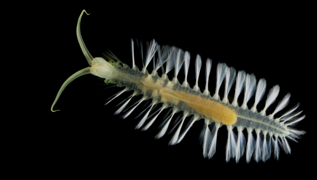 Green Bomber Worms
