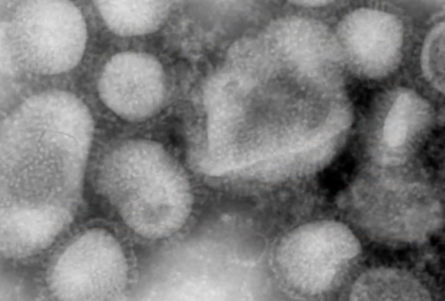 Virus Mutation