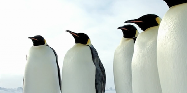 Penguin Wave