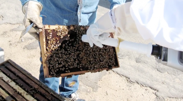 Honey Bee Health