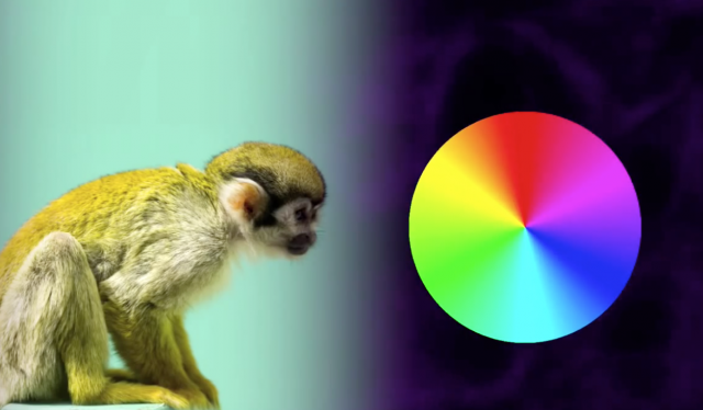 Gene Therapy for Color Blindness