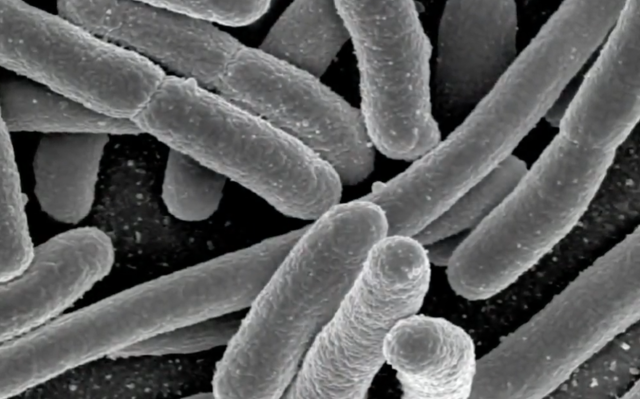 E. Coli Art