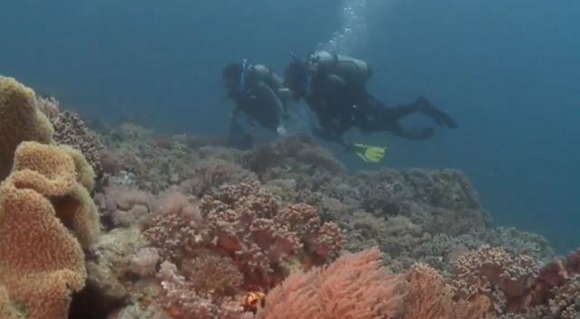 Saving Coral Reefs