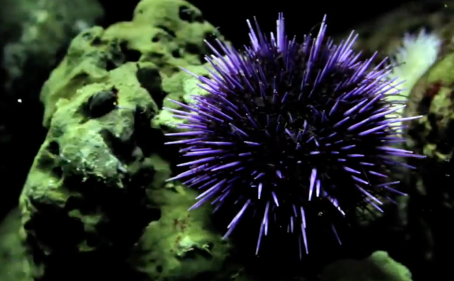 Spiky Sight