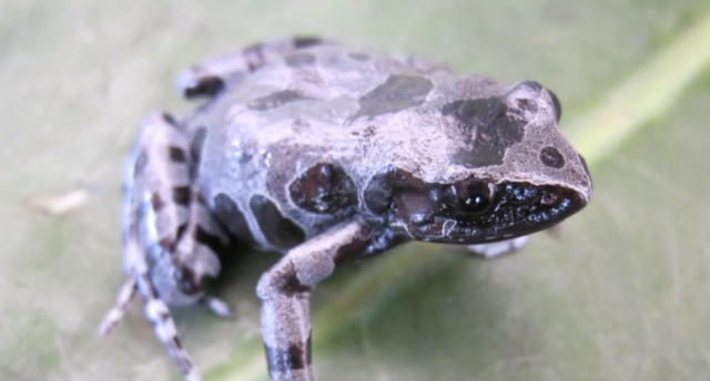 Rediscovered Frog