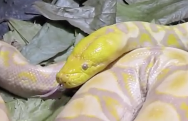 Lemondrop