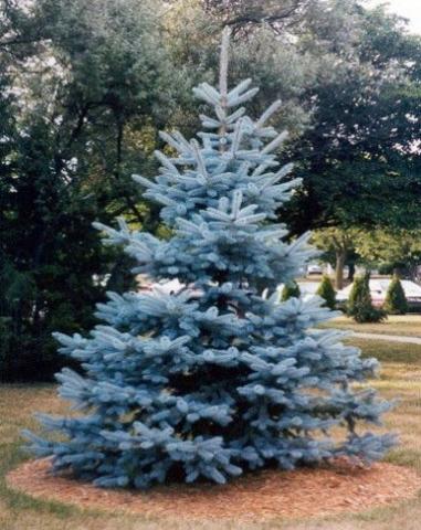 THE HIDDEN LIFE OF TREES 2016