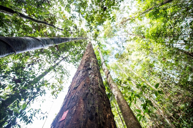 Recording the Rainforest