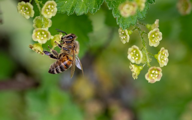 What's happening to the bees?