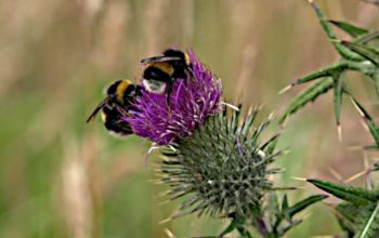 Bumblebees in peril!