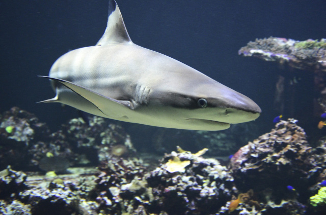 Shark Fact sheets