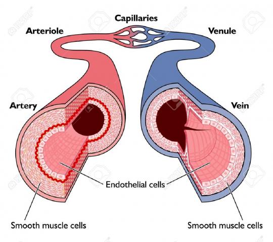 blood vessels 