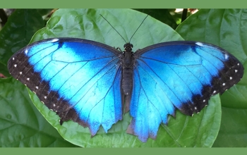 Butterfly cam catches cancer