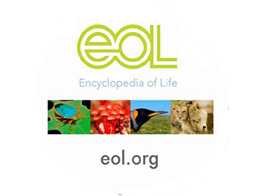 Biodiversity Skillbuilder 5: ID Using a Dichotomous Key  (Grades 6-8)