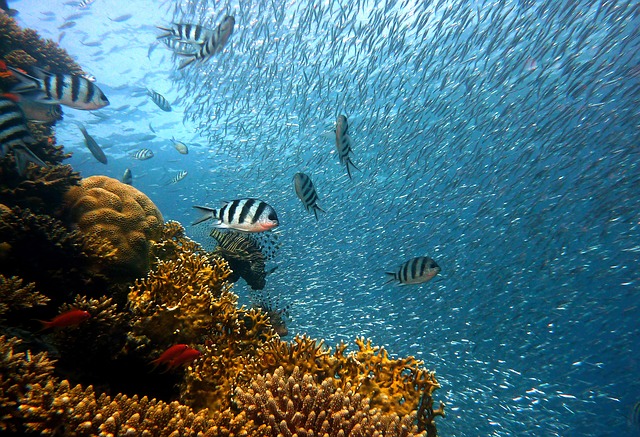 Using marine biology 'behind the scenes' to inspire broad interest in STEM