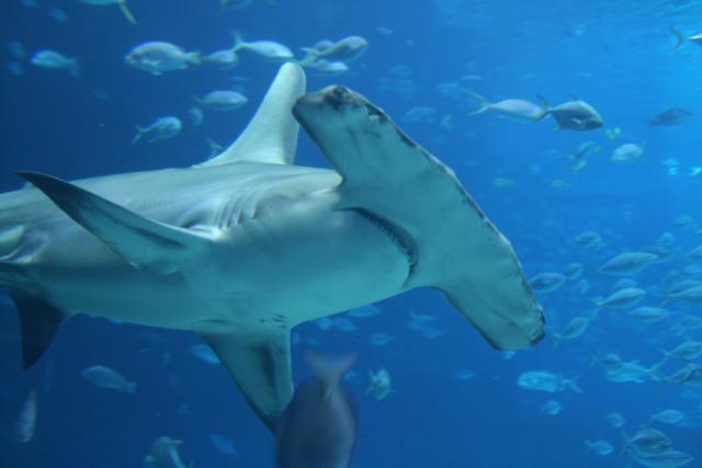 Sharks and rays - classification key