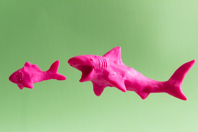 Shark Anatomy