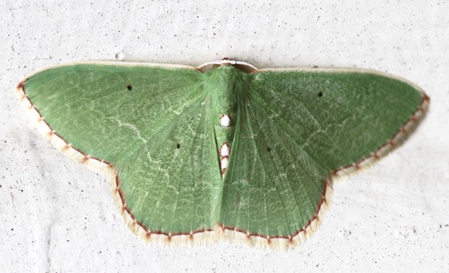 Go Mothing!