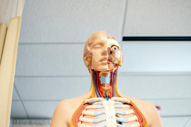 The Function of B12 in the Body